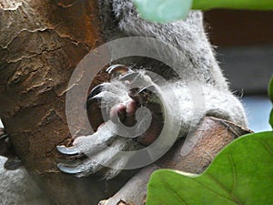 Close up of Koala paws with claws