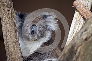 This is a close up of a koala in a tree