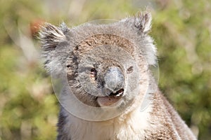 Close-up of a koala