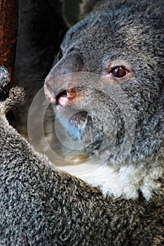 A close up of a koalaâ€™s face