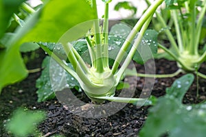 Close up of kohlrabi bulb - brassica vegetable growing in garden