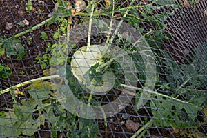 Kohlrabi growing under protective netting in the vegetable garden