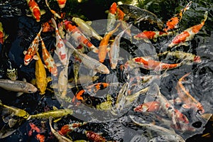 Koi fish, Fancy Carp fish swimming in The pond , Top view photo