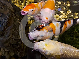 Close-up of koi fish in a pond competing for feed in a pond.