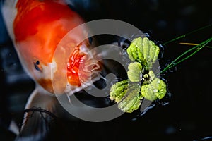 Close-up of koi fish swimming towards a leaf in a peaceful pond