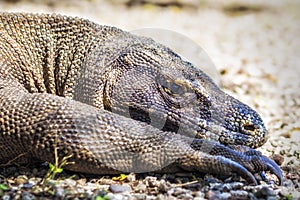 Close Up of Komodo Dragon in Komodo Island, Indonesia