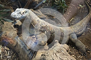 Close-up of a komodo dragon at the zoo