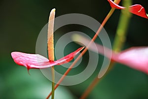 Close-up komposition of Anthuriums flowers photo