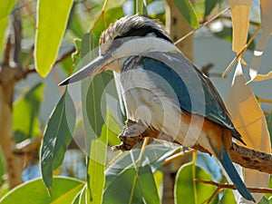 Close up of a kookaburra perched in a tree photo