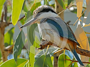 Close up of a kookaburra perched in a tree