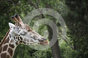 Close-up of Kordofan giraffe or Giraffa camelopardalis