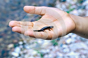 Close up of a Korean endemic streamside Hida salamander, Hynobius kimurae on a kid's hand