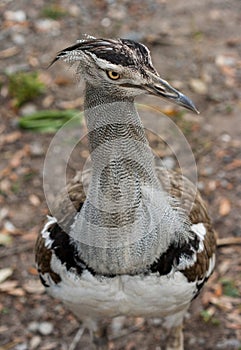 Close-up of a kori bustard Ardeotis kori, a large African bird