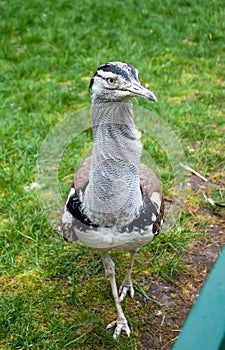 Kori bustard walking on the grass, looking at the camera lens