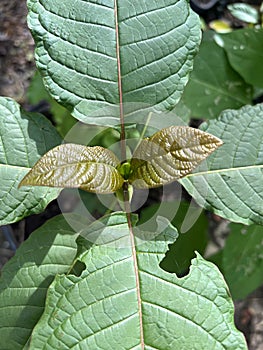 Korth Cottage Leaves Kratom flowers growing in nature are addictive and medical