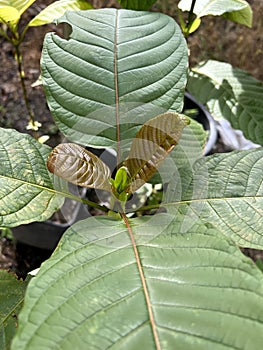Korth Cottage Leaves Kratom flowers growing in nature are addictive and medical