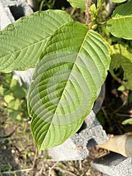 Korth Cottage Leaves Kratom flowers growing in nature are addictive and medical