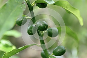 Close-up of kumquat fruits with its branch