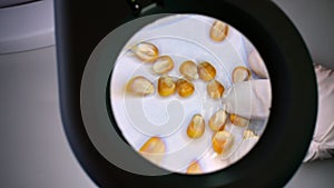 Close-up, a lab technician examines corn grains under a magnifying glass. Laboratory for analysis and diagnosis of grain