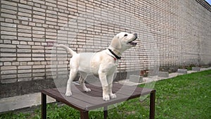 Close up a Labrador puppydog golden is looking in camera on against a brick wall and a green lawn. White retriever dog smiling. Th