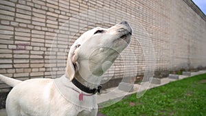 Close up a Labrador puppydog golden is looking in camera on against a brick wall and a green lawn. White retriever dog smiling. Th