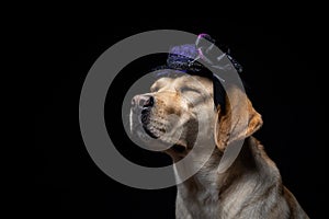 Close-up of a Labrador Retriever dog in a headdress