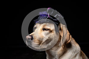 Close-up of a Labrador Retriever dog in a headdress