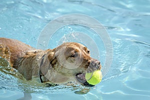 Dogs playing in swimming pool