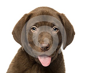 Close-up of a Labrador Retriever Puppy, 2 months old