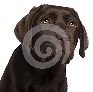 Close-up of Labrador Retriever puppy