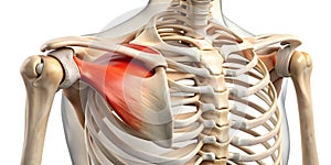 Close-up of labrum in shoulder joint showing structure x-ray photo