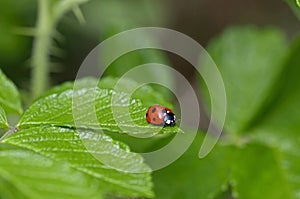 Close up of a Labybird on a leaf on a garden plant