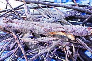 Close up Laccifer lacca kerr , stick rasin on branches of rain tree with many aphids on background