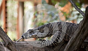 A close up of a  lace monitor lizard