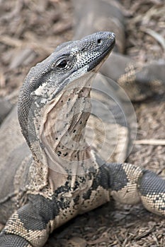 Lace monitor lizard