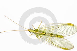 Close up of a Lacewing (Chrysoperla carnea photo