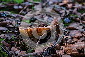 Close up of lactarius deliciosus, saffron milk cap mushroom