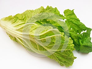 A close up of Lactuca sativa or commonly called lettuce with graded colors