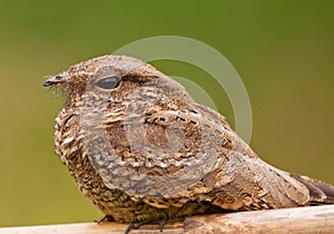 Close-up of a Ladder-tailed Nightjar