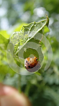 Close up lady bug eating leaf
