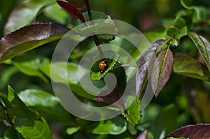 A close up lady bug on the leaves in the park