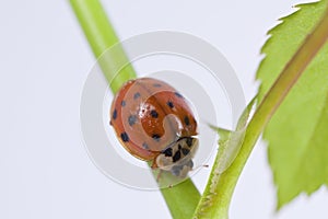 Close up of lady bug on plant