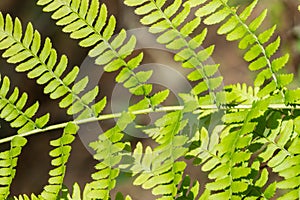 Close up of Lady fern Athyrium filix-femina, California photo