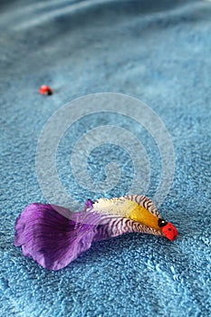 Close up on ladybird climbing on iris flower on blue backgrounds