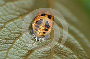 Close up of a ladybird / ladybug larvae on a leaf in the garden, photo taken in the UK