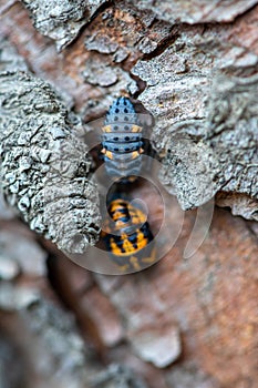 Close-up of a ladybird larvae