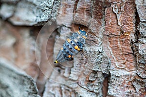 Close-up of a ladybird larvae