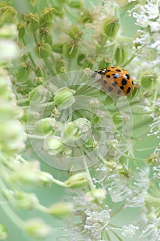 A Close Up Of A Ladybird On A Plant