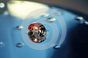 Ladybug on Blue Surface with Water Droplets