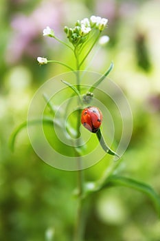 Close- up of ladybug on a blade of grass in the morning sun.